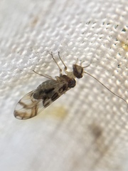 Graphopsocus