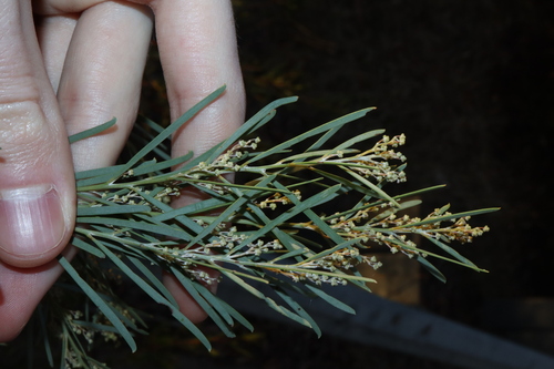Snowy River Wattle (Acacia boormanii)