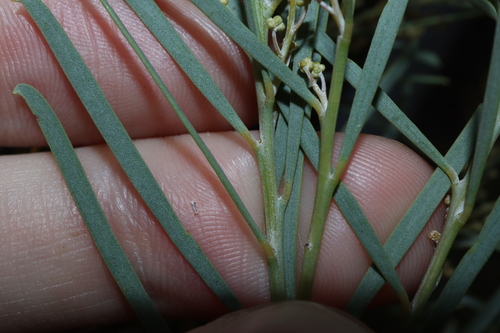 Acacia boormanii, photograph 1