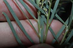 Acacia boormanii, photograph Thomas Mesaglio, CC BY, iNaturalist via GBIF