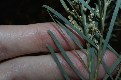 Acacia boormanii, photograph 2