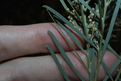 Acacia boormanii, photograph Thomas Mesaglio, CC BY, iNaturalist via GBIF