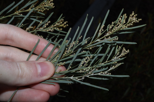 Acacia boormanii, photograph 3