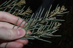Acacia boormanii, photograph Thomas Mesaglio, CC BY, iNaturalist via GBIF