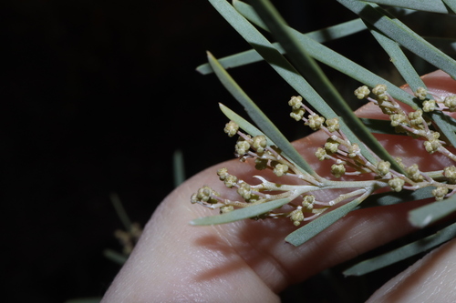 Acacia boormanii, photograph 4