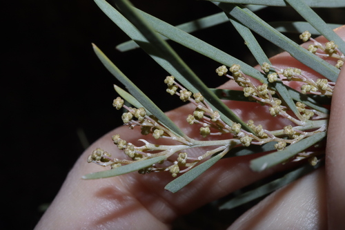 Image of Acacia boormanii by (c) Thomas Mesaglio, some rights reserved (CC BY)