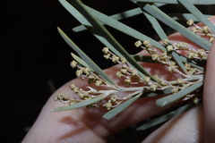 Acacia boormanii, photograph Thomas Mesaglio, CC BY, iNaturalist via GBIF