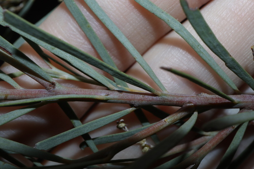 Acacia boormanii, photograph 6
