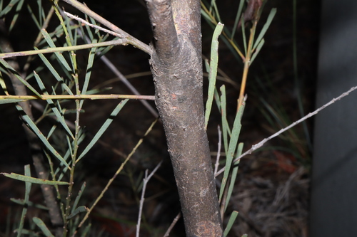 Image of Acacia boormanii by (c) Thomas Mesaglio, some rights reserved (CC BY)
