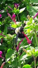 Xylocopa grisescens