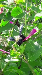 Xylocopa grisescens