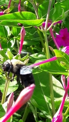 Xylocopa grisescens