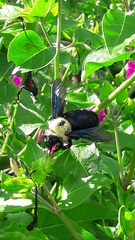 Xylocopa grisescens