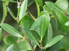 Phillyrea latifolia media