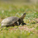 European Pond Turtle - Photo (c) Gabi Rusu, some rights reserved (CC BY-NC), uploaded by Gabi Rusu
