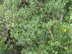 Phillyrea latifolia media