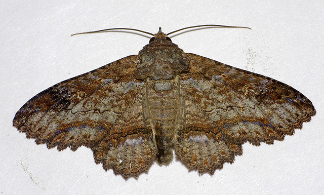 Zale strigimacula