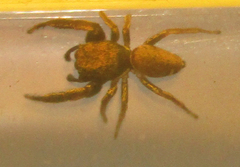 Sassacus vitis