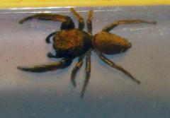Sassacus vitis