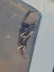Sassacus vitis
