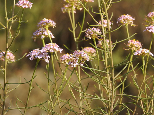 Image of Iberis ciliata by (c) Duarte Frade, some rights reserved (CC BY)