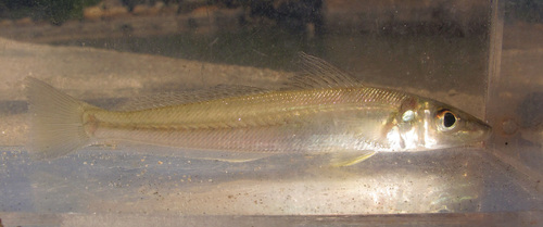 Asian sillago (Sillago asiatica) — Sillaginidae — 3