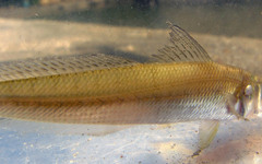 Sillago asiatica