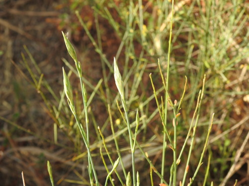Image of Dianthus broteri by (c) Duarte Frade, some rights reserved (CC BY)