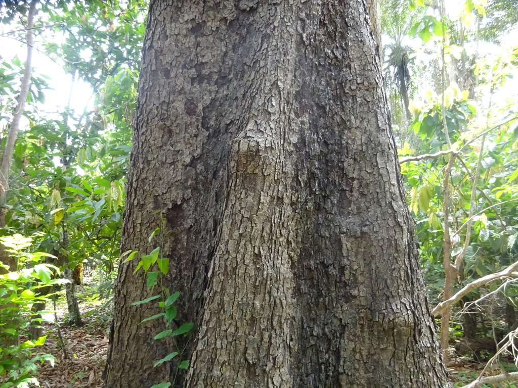 Mammea africana from Tonkpi, Côte d'Ivoire on April 5, 2020 at 12:28 PM ...