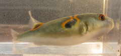 Ocellated Puffer photo 3