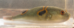 Ocellated Puffer photo 5