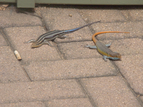 Rainbow Skink, photo 2 of 10