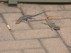 Rainbow Skink photo 2