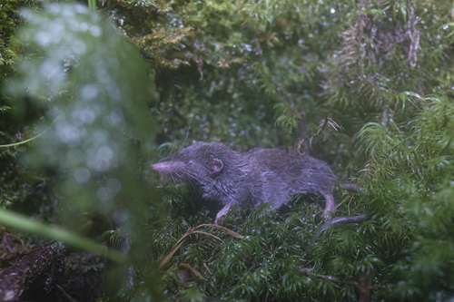 Oriental Shrew (Crocidura orientalis) — Least Concern Mammalia