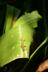 Phelsuma inexpectata
