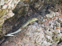 Trachylepis elegans