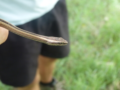 Mimophis