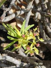 Euphorbia regis-jubae image