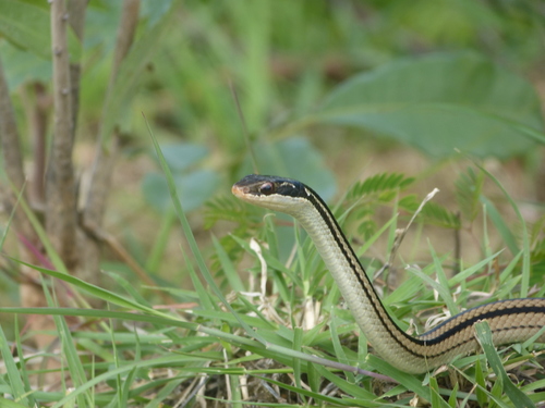 Dromicodryas quadrilineatus