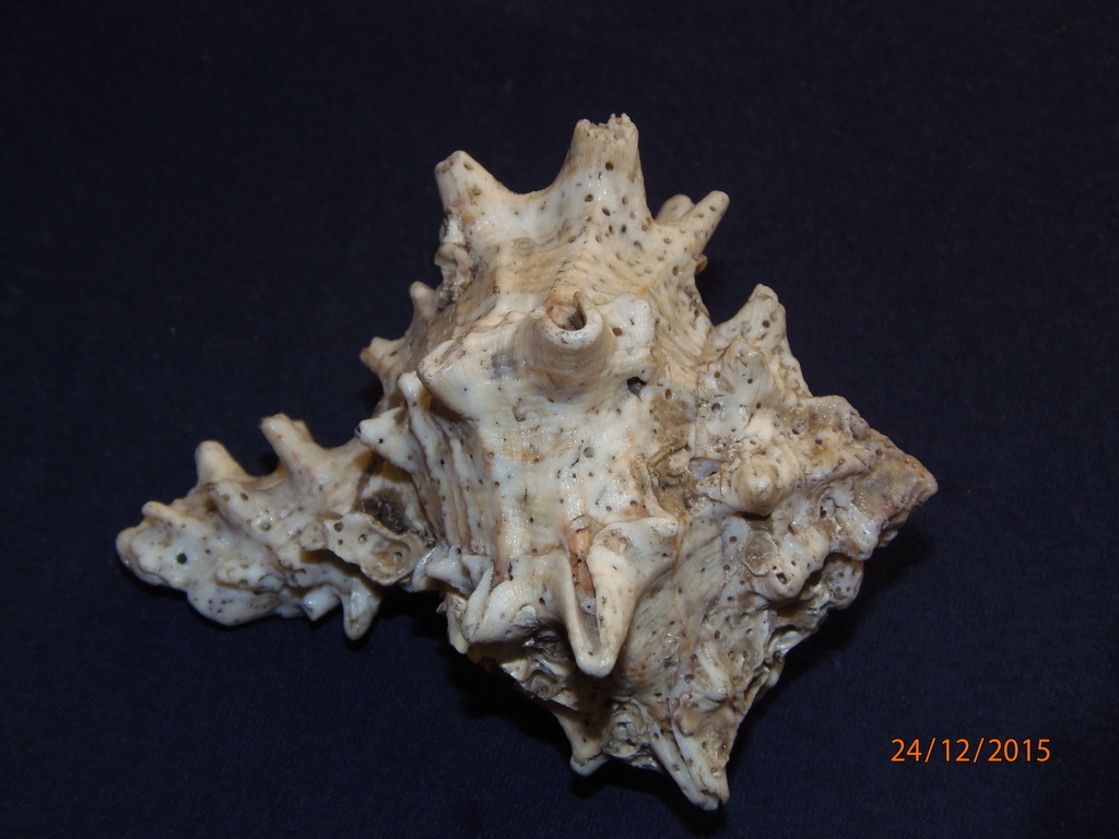 giant eastern murex