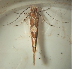 Pyroderces apparitella
