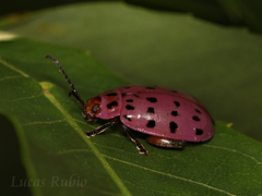 Alagoasa vigintiseptemmaculata