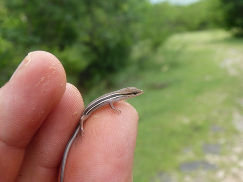 Gravenhorst's Mabuya, Trachylepis gravenhorstii