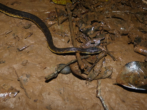 Yellow-flanked Keeled Snake