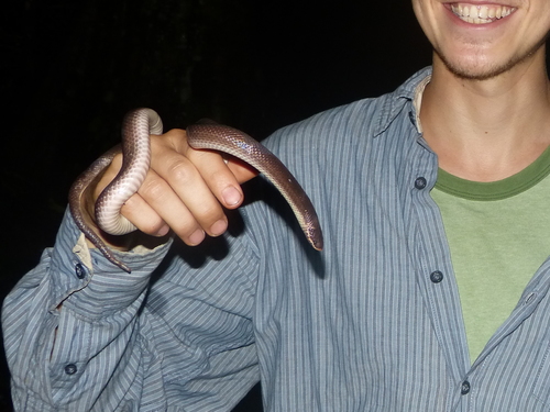 Ambre Brook Snake