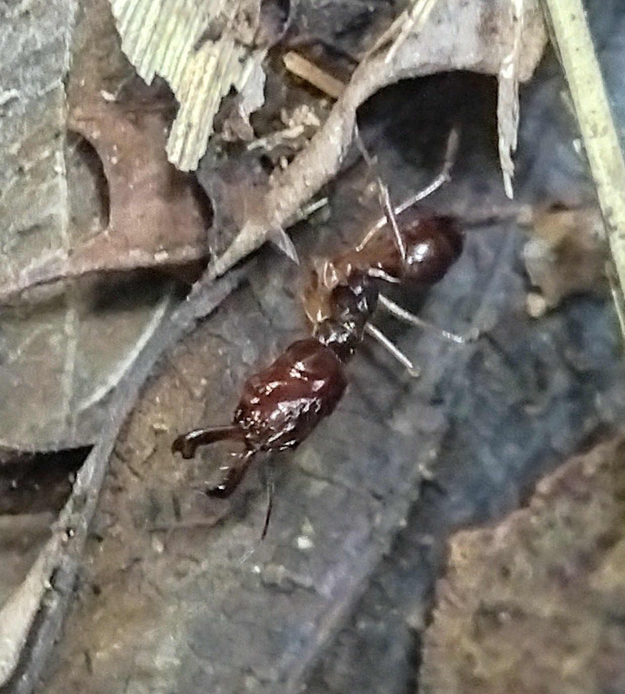 Odontomachus latidens