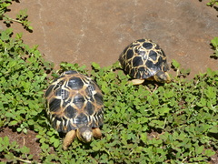 Astrochelys radiata