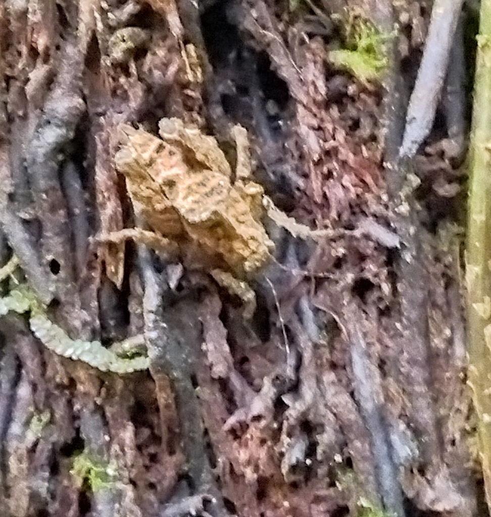 Cladonotella gibbosa (Cladonotella gibbosa)