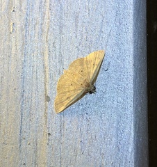 Cerynea punctilinealis