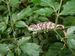 Furcifer rhinoceratus
